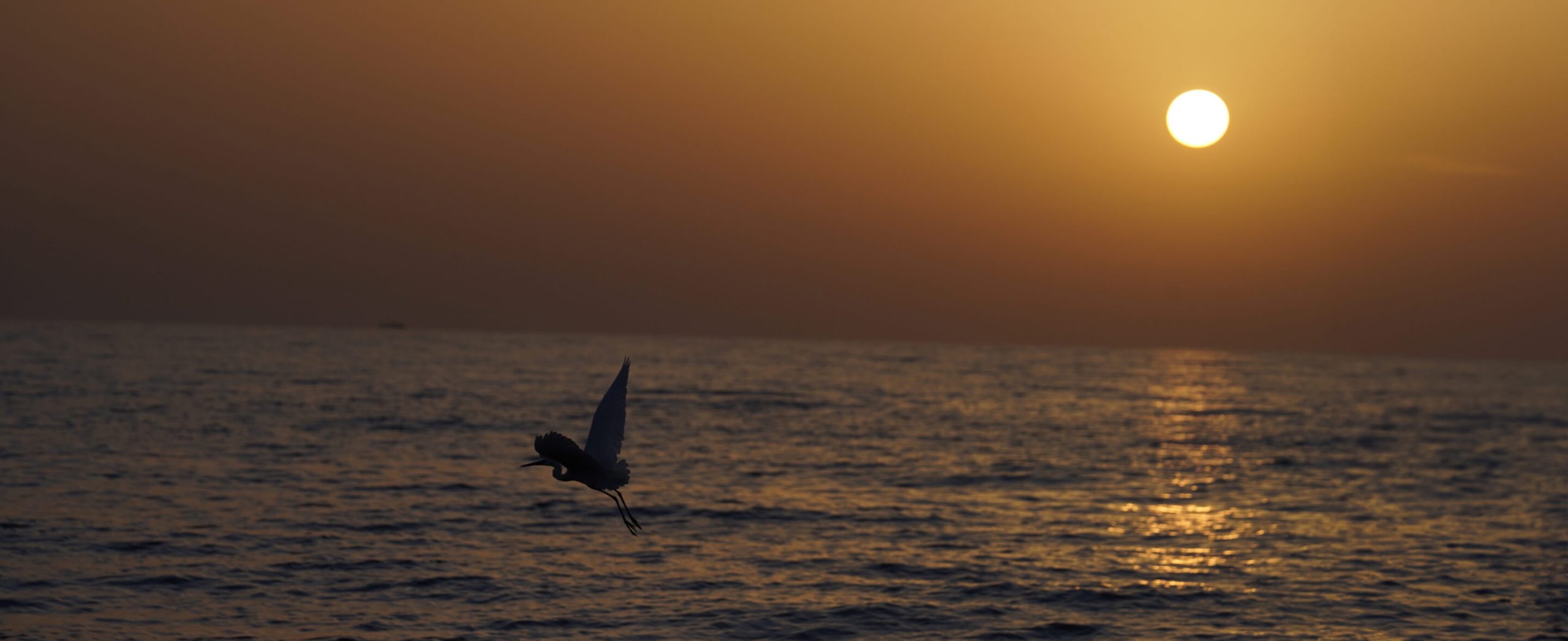 A heron flying over the sea at sunset