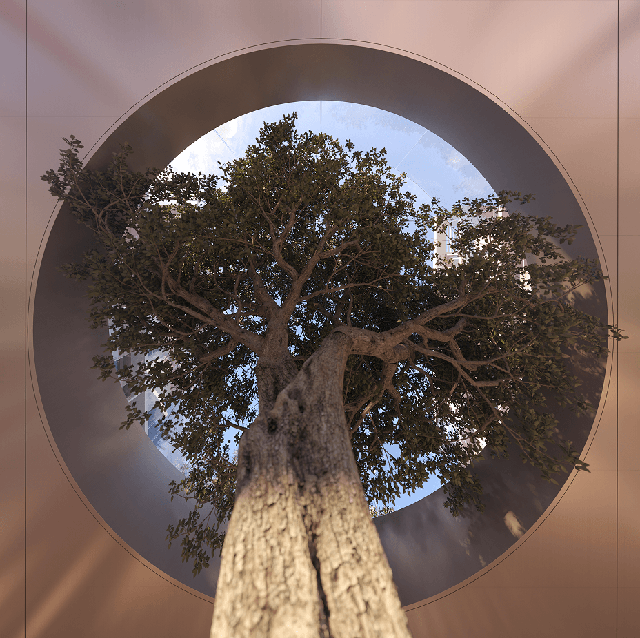 An olive tree seen from below through a circular skylight